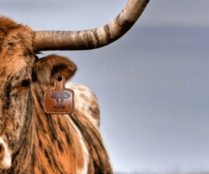 The PickTag™ – Ranch-Born. Stage-Ready.